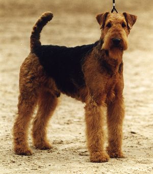 Airedale Puppies on Airedale Terrier Dogs